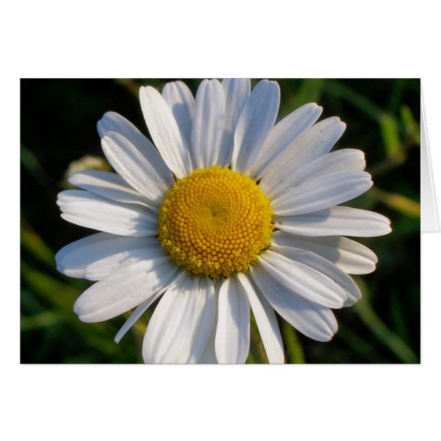 WILDFLOWERS CARD HÄLSNINGSKORT (Framsidan Horizontal)