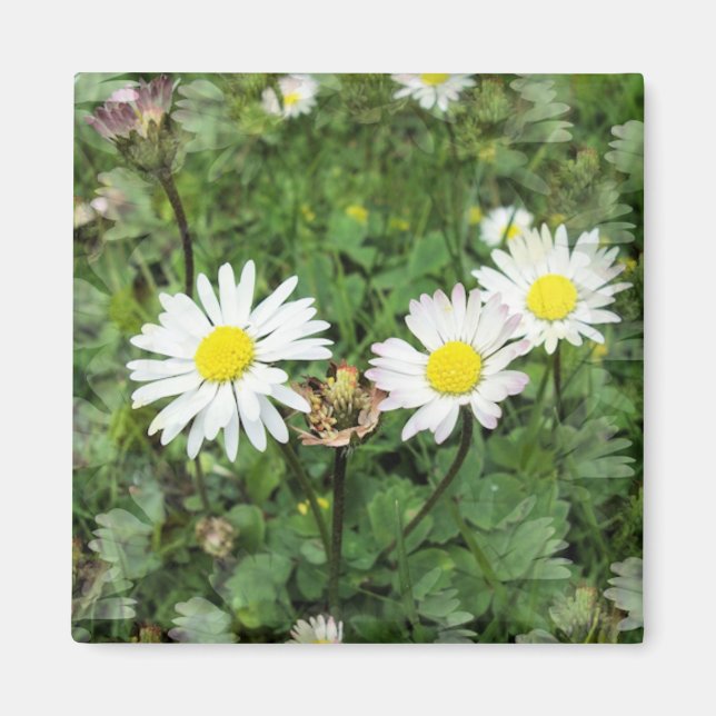 WILDFLOWERS MAGNET (Framsidan)
