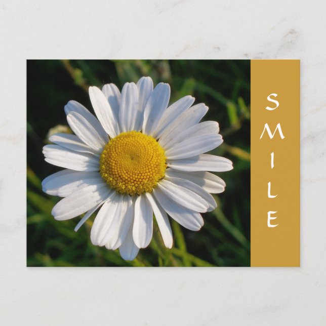 WILDFLOWERS VYKORT (Framsida)