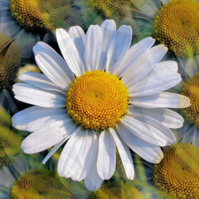 WILDFLOWERS VYKORT (Skapare uppladdad)