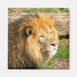 Wildlife African Lejon Photo Magnet