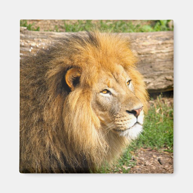 Wildlife African Lejon Photo Magnet (Framsidan)