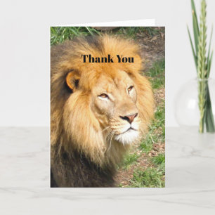 Wildlife African Lejonare Ansikte Photo Tack Kort
