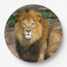 Wildlife African Lejonare Sitta Photo