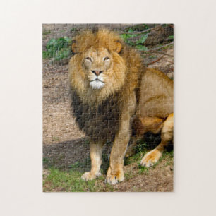 Wildlife African Lejonare Sitta Photo Pussel