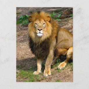 Wildlife African Lejonare Sitta Photo Vykort