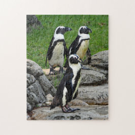 Wildlife African Penguin Photo Pussel