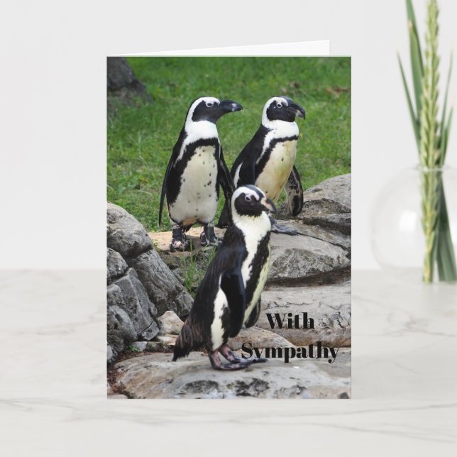 Wildlife African Penguin Photo Sympathy Kort (Framsida)