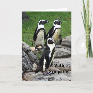 Wildlife African Penguin Photo Sympathy Kort