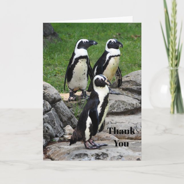 Wildlife African Penguin Photo Tack Kort (Framsida)