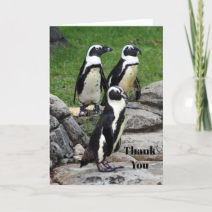 Wildlife African Penguin Photo Tack Kort