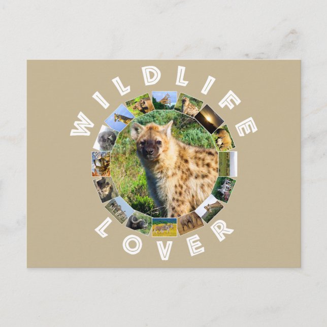 Wildlife Älskare Spoted Hyena Vykort (Framsida)