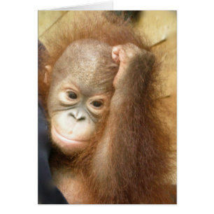 Wildlife Baby Orangutan (version 2) Hälsningskort