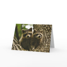 Wildlife - Baby Raccoons Photo