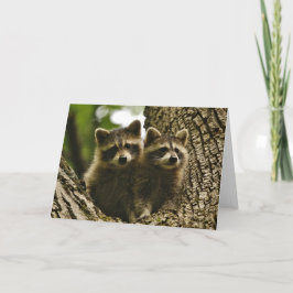 Wildlife - Baby Raccoons Photo Kort