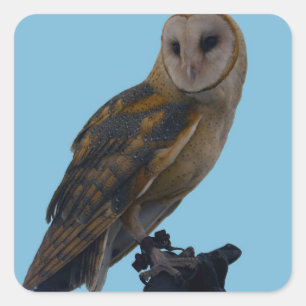 Wildlife Barn Uggla Photo Fyrkantigt Klistermärke