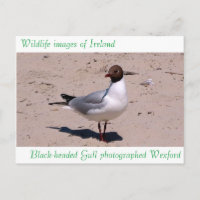 Wildlife bilder för vykort