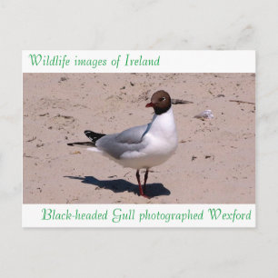 Wildlife bilder för vykort