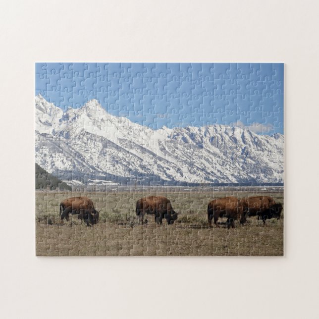 Wildlife Bison Mountains Snö Photo Pussel (Horisontell)