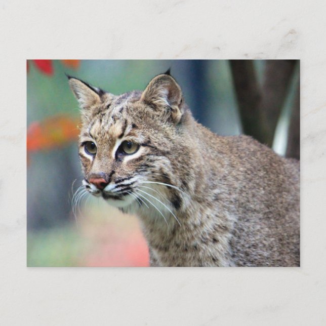 Wildlife Bobcat Photo Vykort (Framsida)