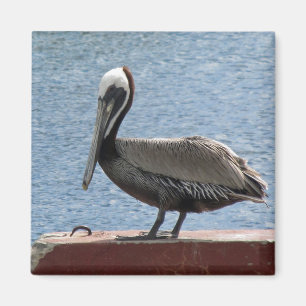 Wildlife Brown Pelican Vatten Photo Magnet