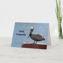 Wildlife Brown Pelican Vatten Photo Sympathy Kort