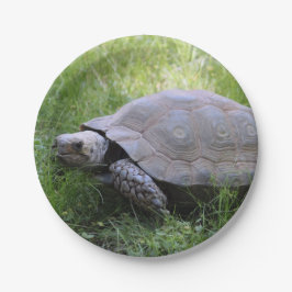 Wildlife Brown Tortoise Photo