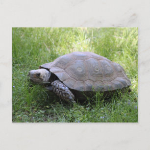 Wildlife Brown Tortoise Photo Vykort