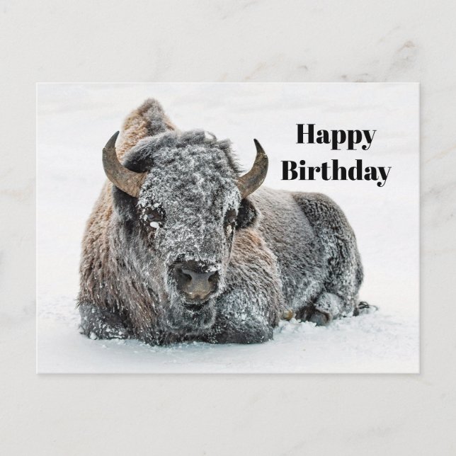 Wildlife Buffalo Snö Photo Birthday Vykort (Framsida)