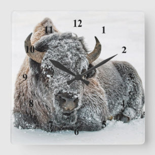Wildlife Buffalo Snö Photo Fyrkantig Klocka