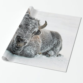 Wildlife Buffalo Snö Photo Presentpapper