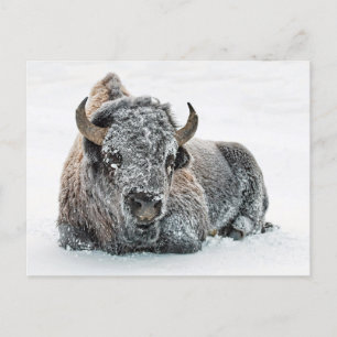 Wildlife Buffalo Snö Photo Vykort