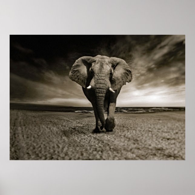 Wildlife Bull Elephant Photo Poster (Framsidan)