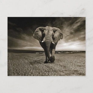 Wildlife Bull Elephant Photo Vykort