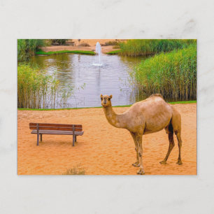 Wildlife Camel Oasis Photo Vykort