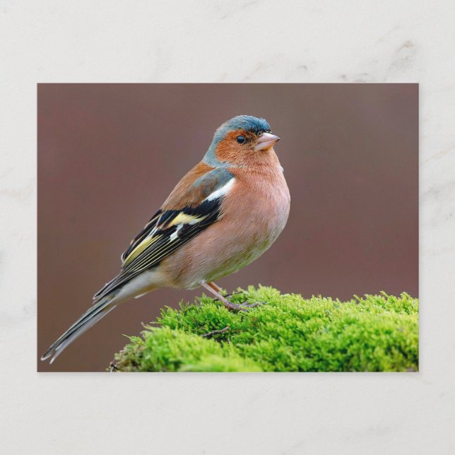 Wildlife Chaffinch Photo Vykort (Framsida)