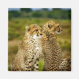 Wildlife Cheetah Photo Magnet