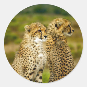 Wildlife Cheetah Photo Runt Klistermärke