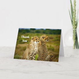 Wildlife Cheetah Photo Tack Kort