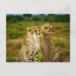 Wildlife Cheetah Photo Vykort