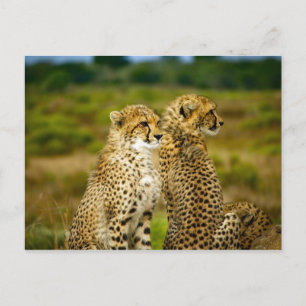 Wildlife Cheetah Photo Vykort
