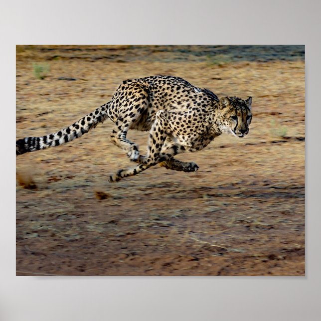 Wildlife Cheetah Running Photo Poster (Framsidan)
