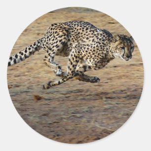 Wildlife Cheetah Running Photo Runt Klistermärke