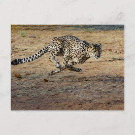 Wildlife Cheetah Running Photo Vykort