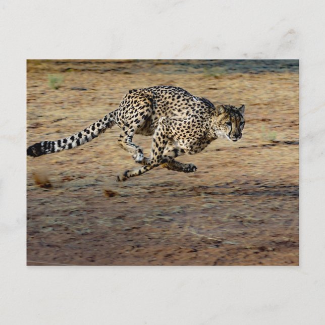 Wildlife Cheetah Running Photo Vykort (Framsida)