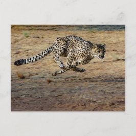 Wildlife Cheetah Running Photo Vykort