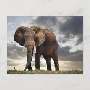 Wildlife Elephant Photo Vykort