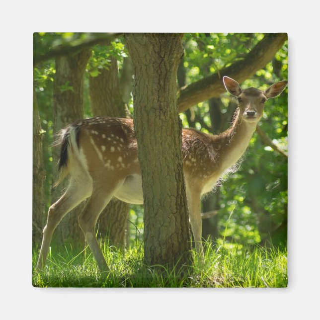 Wildlife Fallow-Hjort i Forest By Träd Magnet (Framsidan)