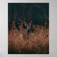 WILDLIFE FOTOGRAFI AV GRÅTT-HJORT SOM OMGES AV GR