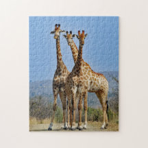 Wildlife Giraffe Herd Photo